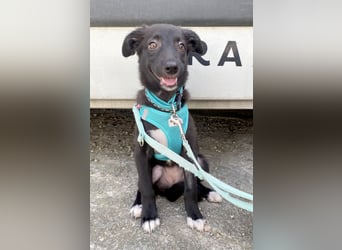 Süße Raya sucht Familie, die ihr Halt gibt