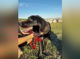 Hübsche Niculina sucht ihr Zuhause