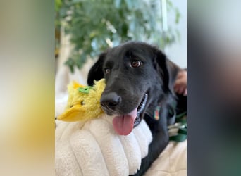 Hübsche Niculina sucht ihr Zuhause