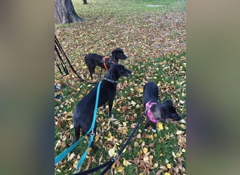 Süße Raya sucht Familie, die ihr Halt gibt