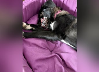 Süße Raya sucht Familie, die ihr Halt gibt