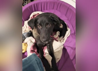 Süße Raya sucht Familie, die ihr Halt gibt