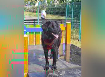 Hübsche Niculina sucht ihr Zuhause