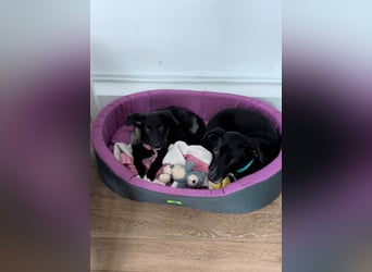 Süße Raya sucht Familie, die ihr Halt gibt