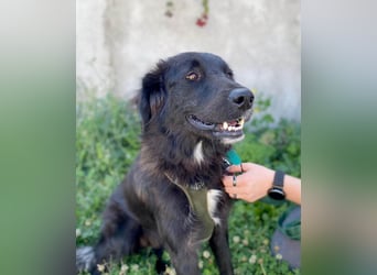 Hübsche Niculina sucht ihr Zuhause