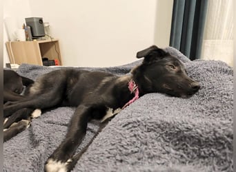 Süße Raya sucht Familie, die ihr Halt gibt