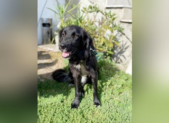 Hübsche Niculina sucht ihr Zuhause