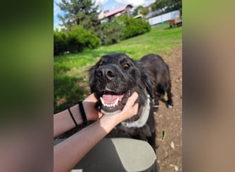 Hübsche Niculina sucht ihr Zuhause