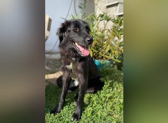 Hübsche Niculina sucht ihr Zuhause