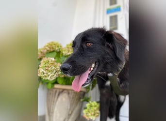 Hübsche Niculina sucht ihr Zuhause