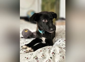 Süße Raya sucht Familie, die ihr Halt gibt