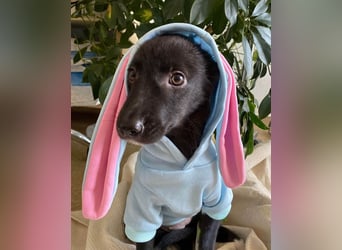 Süße Raya sucht Familie, die ihr Halt gibt