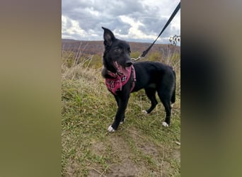 Süße Raya sucht Familie, die ihr Halt gibt