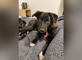 Süße Raya sucht Familie, die ihr Halt gibt