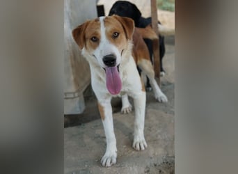 Benji, geb. ca. 10/2024, lebt in GRIECHENLAND, im städt. Tierheim Serres