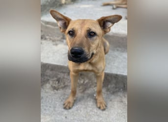 Zella, geb. ca. 03/2023, lebt auf einer Pflegestelle in 47638 Straelen