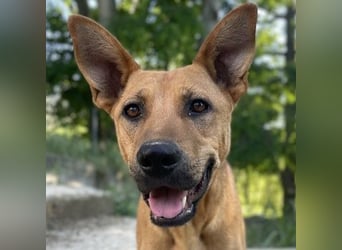 Zella, geb. ca. 03/2023, lebt auf einer Pflegestelle in 47638 Straelen