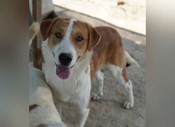 Benji, geb. ca. 10/2024, lebt in GRIECHENLAND, im städt. Tierheim Serres