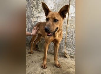 Zella, geb. ca. 03/2023, lebt auf einer Pflegestelle in 47638 Straelen