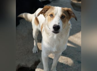 Chico, geb. ca. 10/2024, lebt in GRIECHENLAND, im städt. Tierheim Serres