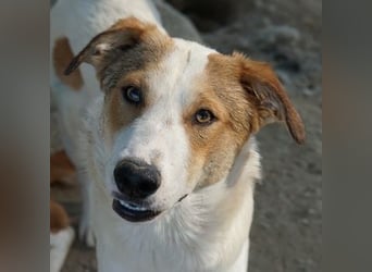 Chico, geb. ca. 10/2024, lebt in GRIECHENLAND, im städt. Tierheim Serres