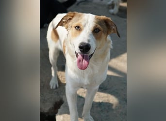 Chico, geb. ca. 10/2024, lebt in GRIECHENLAND, im städt. Tierheim Serres