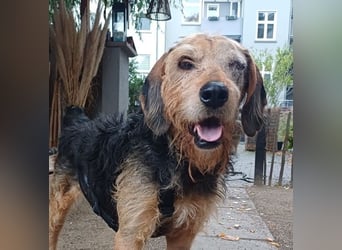 Yasko, geb. ca. 11/2022, lebt auf einer Pflegestelle in 44649 Herne