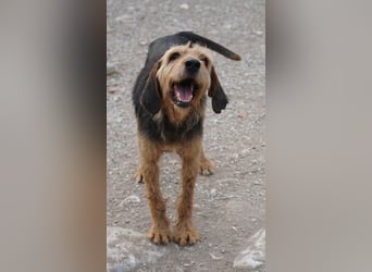 Yasko, geb. ca. 11/2022, lebt auf einer Pflegestelle in 44649 Herne