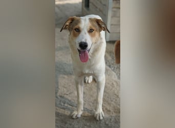 Chico, geb. ca. 10/2024, lebt in GRIECHENLAND, im städt. Tierheim Serres