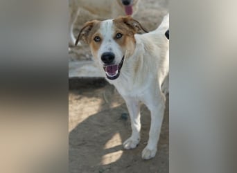 Chico, geb. ca. 10/2024, lebt in GRIECHENLAND, im städt. Tierheim Serres