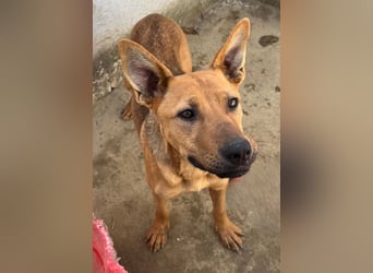 Zella, geb. ca. 03/2023, lebt auf einer Pflegestelle in 47638 Straelen