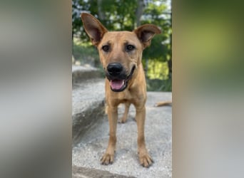 Zella, geb. ca. 03/2023, lebt auf einer Pflegestelle in 47638 Straelen