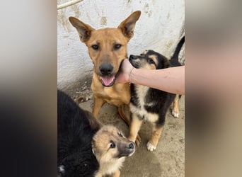 Zella, geb. ca. 03/2023, lebt auf einer Pflegestelle in 47638 Straelen