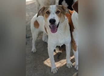 Chico, geb. ca. 10/2024, lebt in GRIECHENLAND, im städt. Tierheim Serres