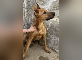 Zella, geb. ca. 03/2023, lebt auf einer Pflegestelle in 47638 Straelen