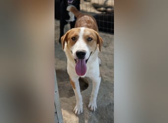 Benji, geb. ca. 10/2024, lebt in GRIECHENLAND, im städt. Tierheim Serres