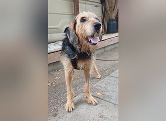 Yasko, geb. ca. 11/2022, lebt auf einer Pflegestelle in 44649 Herne