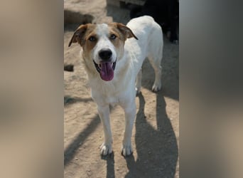 Chico, geb. ca. 10/2024, lebt in GRIECHENLAND, im städt. Tierheim Serres