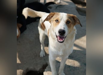 Chico, geb. ca. 10/2024, lebt in GRIECHENLAND, im städt. Tierheim Serres