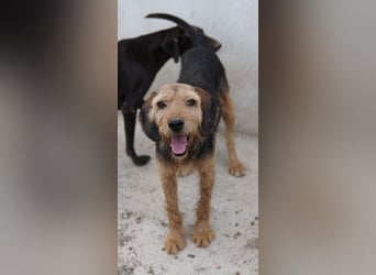 Yasko, geb. ca. 11/2022, lebt auf einer Pflegestelle in 44649 Herne