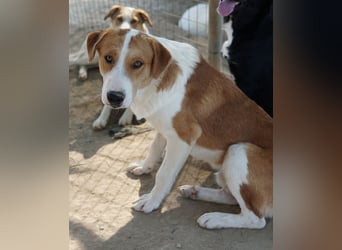 Benji, geb. ca. 10/2024, lebt in GRIECHENLAND, im städt. Tierheim Serres