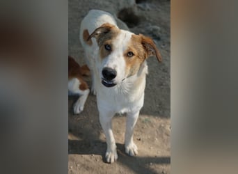 Chico, geb. ca. 10/2024, lebt in GRIECHENLAND, im städt. Tierheim Serres