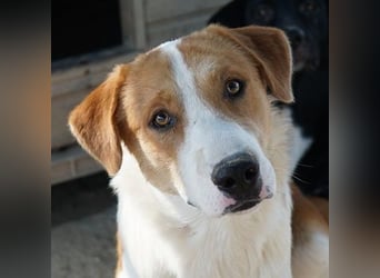 Benji, geb. ca. 10/2024, lebt in GRIECHENLAND, im städt. Tierheim Serres