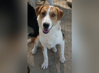 Benji, geb. ca. 10/2024, lebt in GRIECHENLAND, im städt. Tierheim Serres