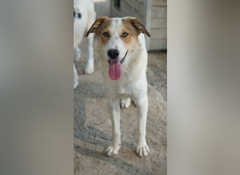 Chico, geb. ca. 10/2024, lebt in GRIECHENLAND, im städt. Tierheim Serres