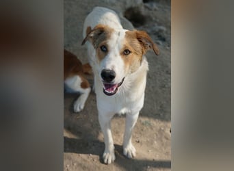 Chico, geb. ca. 10/2024, lebt in GRIECHENLAND, im städt. Tierheim Serres