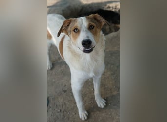 Chico, geb. ca. 10/2024, lebt in GRIECHENLAND, im städt. Tierheim Serres