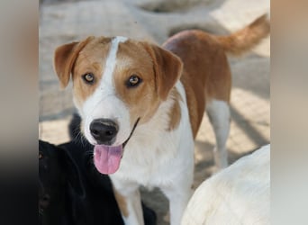 Benji, geb. ca. 10/2024, lebt in GRIECHENLAND, im städt. Tierheim Serres