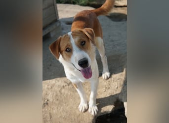 Benji, geb. ca. 10/2024, lebt in GRIECHENLAND, im städt. Tierheim Serres