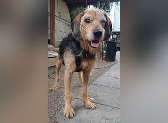 Yasko, geb. ca. 11/2022, lebt auf einer Pflegestelle in 44649 Herne